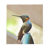 Ruby und Grüner kleiner Hummingbird Notizblock (Vorderseite)