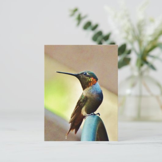 Ruby und Grüner kleiner Hummingbird Postkarte (Stehend Vorderseite)