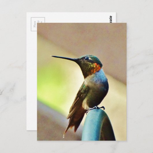 Ruby und Grüner kleiner Hummingbird Postkarte (Vorne/Hinten)