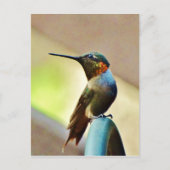 Ruby und Grüner kleiner Hummingbird Postkarte (Vorderseite)