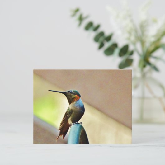 Ruby und Grüner kleiner Hummingbird Postkarte (Stehend Vorderseite)