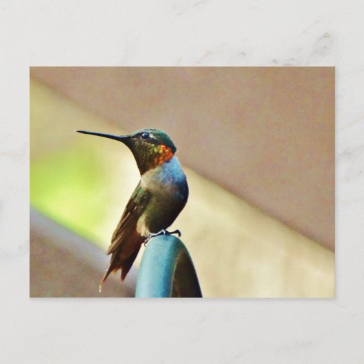 Ruby und Grüner kleiner Hummingbird Postkarte (Vorderseite)