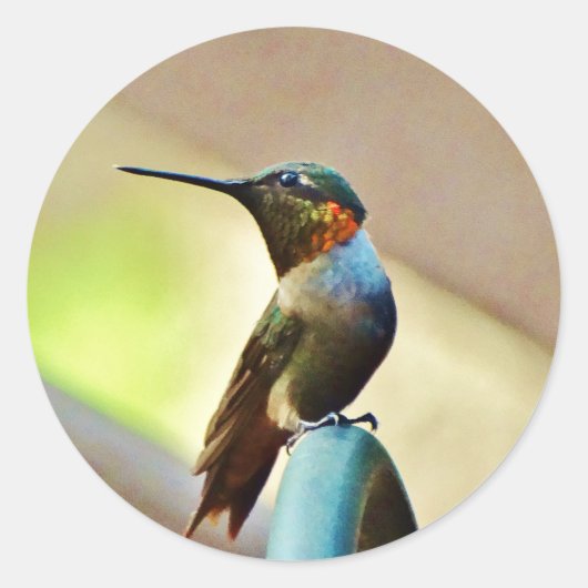 Ruby und Grüner kleiner Hummingbird Runder Aufkleber (Vorderseite)