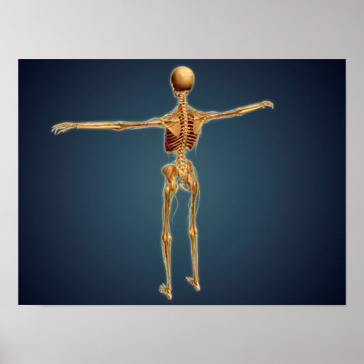 Rückansicht des menschlichen Skeletts mit Nervensy Poster (Vorne)