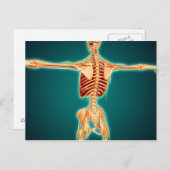 Rückansicht des menschlichen Skeletts mit Nervensy Postkarte (Vorne/Hinten)