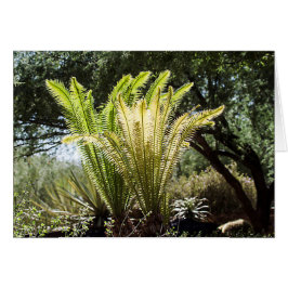 Rückbeleuchtete Palmen