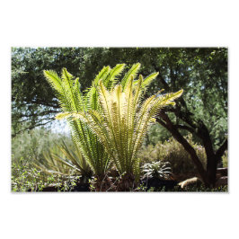 Rückbeleuchtete Palmen Fotodruck