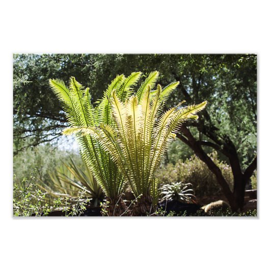 Rückbeleuchtete Palmen Fotodruck (Vorne)