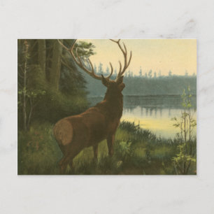 Rückblick auf den Elk Blick auf den See Postkarte