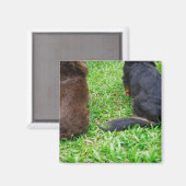 Rückblick auf zwei Dackeln Magnet (Vorderseite/Rückseite)