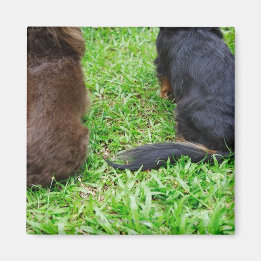 Rückblick auf zwei Dackeln Magnet (Vorne)