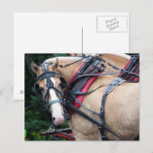 Rückblick für Pferde Postkarte (Vorne/Hinten)