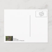 Rückblick schmerzhaft postkarte (Rückseite)