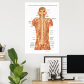 Rückenmark, innere Organe und Muskeln Anatomie P Poster (Heimbüro)