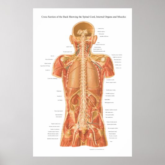 Rückenmark, innere Organe und Muskeln Anatomie P Poster (Vorne)