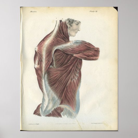 Rückenmuskeln Anatomie Druck Poster (Vorne)