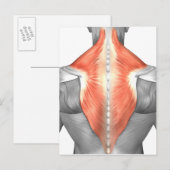 Rückenmuskeln und Nacken Postkarte (Vorne/Hinten)