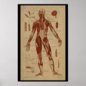 Rückenmuskeln Vintage Anatomie Poster (Vorne)