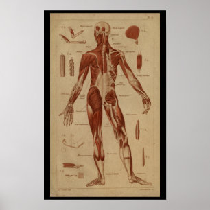 Rückenmuskeln Vintage Anatomie Poster