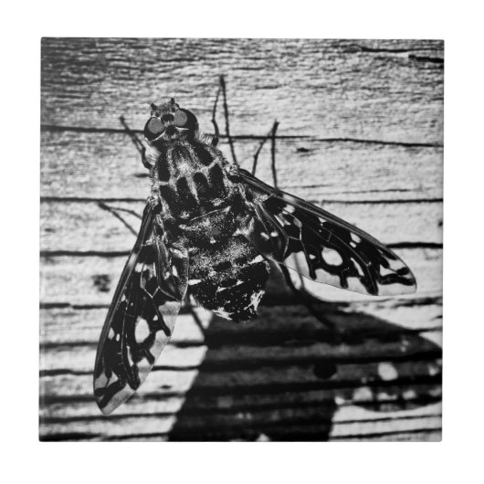 Rückflug Fliese (Vorderseite)