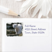 Rückgabeadresse für Baby-Polar-Bär (Insitu)