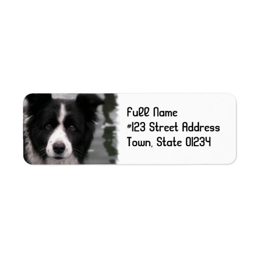 Rückgabeadresse für Border Collie Hund (Vorne)
