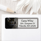 Rückgabeadresse für niedliches Cat Foto (Insitu)