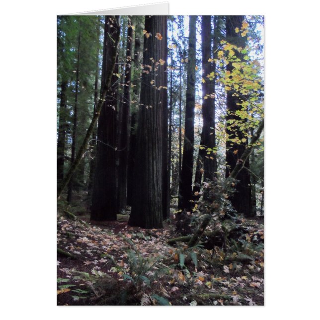 Rückgang der Redwoods (Vorne)