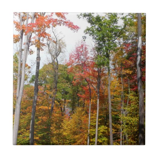 Rückgang der waldfarbenen Herbstfotografie Fliese (Vorderseite)