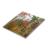 Rückgang der waldfarbenen Herbstfotografie Fliese (Seite)