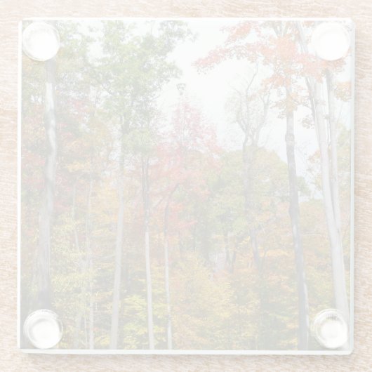 Rückgang der waldfarbenen Herbstfotografie Glasuntersetzer (Rückseite)