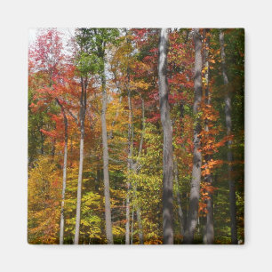 Rückgang der waldfarbenen Herbstfotografie Magnet