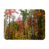 Rückgang der waldfarbenen Herbstfotografie Magnet (Horizontal)