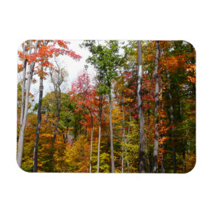 Rückgang der waldfarbenen Herbstfotografie Magnet