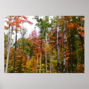 Rückgang der waldfarbenen Herbstfotografie Poster