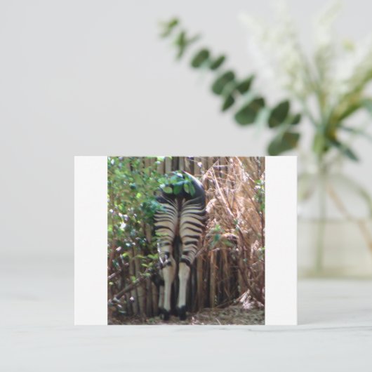 Rückseite von Okapi Postkarte (Stehend Vorderseite)