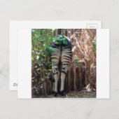 Rückseite von Okapi Postkarte (Vorne/Hinten)