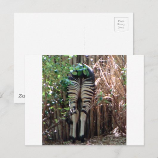 Rückseite von Okapi Postkarte (Vorne/Hinten)