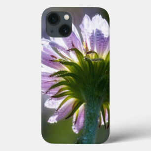 Rückseitig beleuchtete lila Wildblume mit Tautropf iPhone 13 Hülle