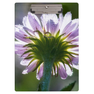 Rückseitig beleuchtete lila Wildblume mit Tautropf Klemmbrett