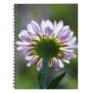 Rückseitig beleuchtete lila Wildblume mit Tautropf Notizblock