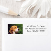 Rücksendeadresse der niedlichen Beagle Mailing Lab (Insitu)