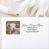 Rücksendeadresse des Baby Lamb (Insitu)