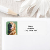 Rücksendeadresse-Etikett, Golden Retriever (Insitu)