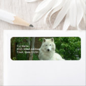 Rücksendeadresse für Arctic Wolf (Insitu)