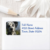 Rücksendeadresse für gepunkteten Dalmatiner (Insitu)