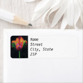 Rücksendeadresse - Rainbow Parrot Tulip (Insitu)