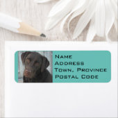 Rücksendeadressen-Aufkleber - Schokolade Labrador (Insitu)