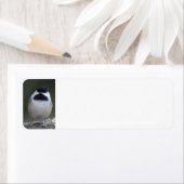 Rücksendekennzeichen für Chickadee (Insitu)