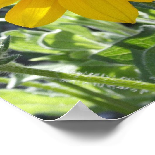 "Rudbeckia Bloom" Poster (Ecke)